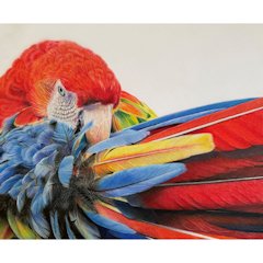 Rosie Wallace - Preening Macaw